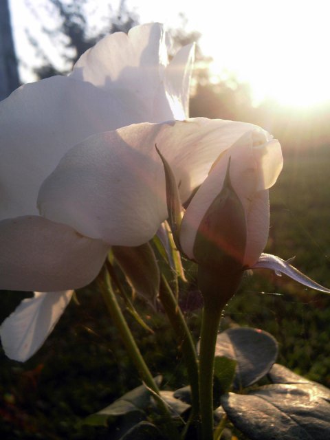 Fotografija-0073.jpg, 334 KB