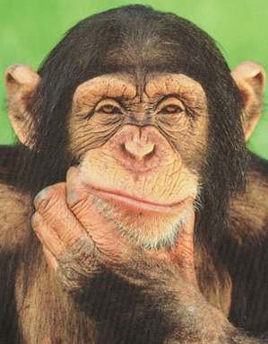 chimpanzee_thinking_poster.jpg, 18 KB